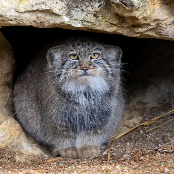 A photograph of Kharaa in Port Lympne Wild Animal Park