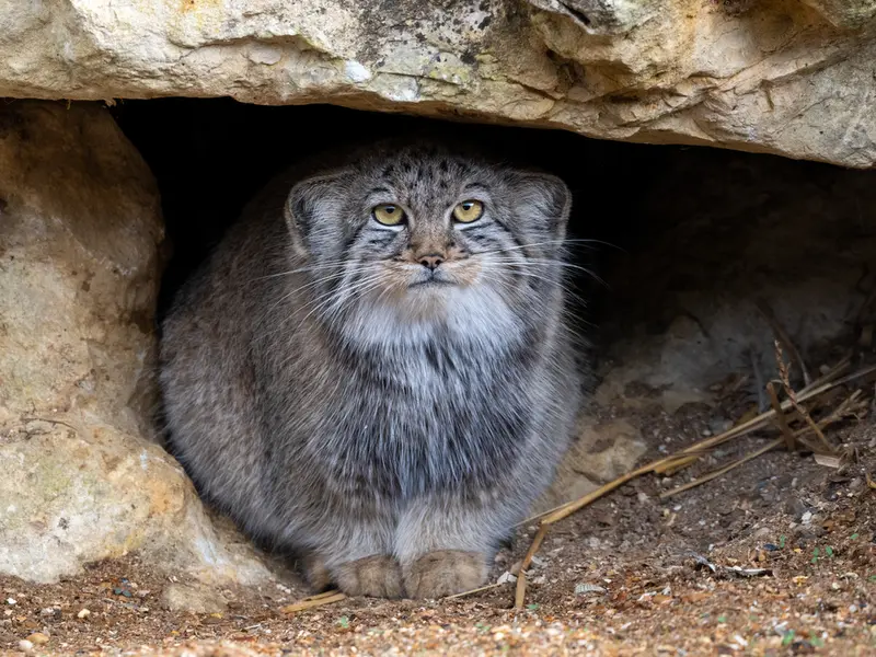 A photograph of Kharaa in Port Lympne Wild Animal Park
