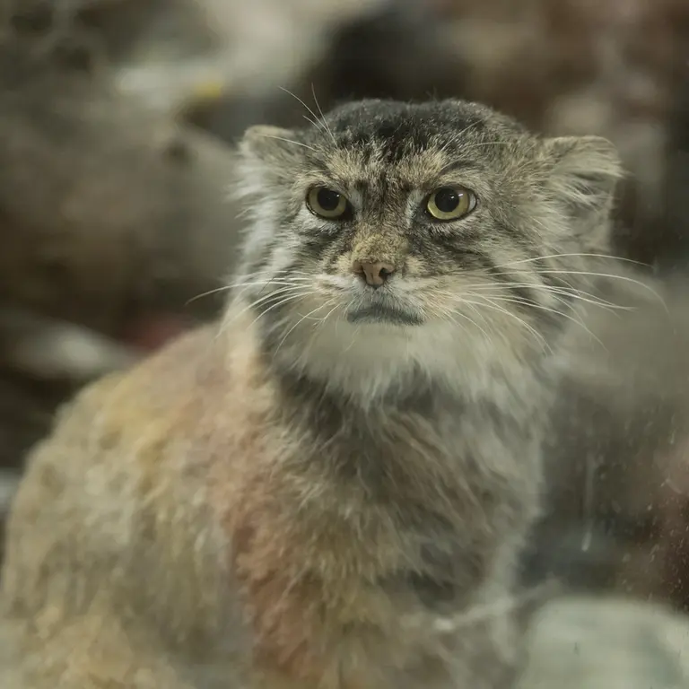 A photograph of Primula in Ueno Zoological Gardens
