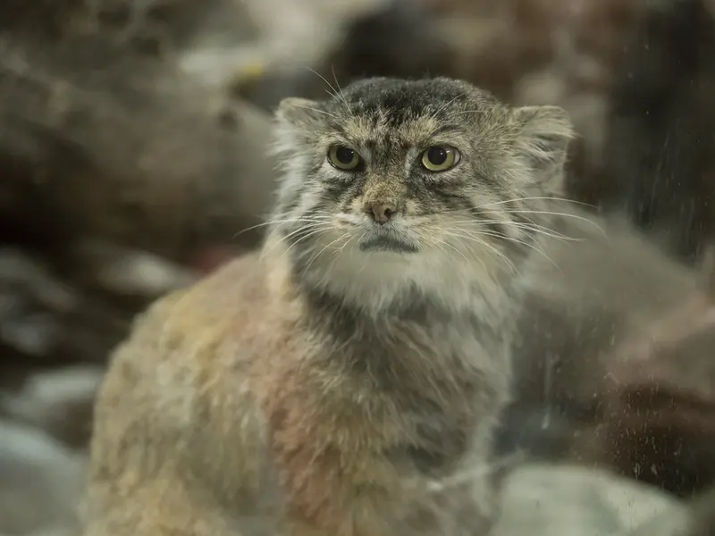 A photograph of Primula in Ueno Zoological Gardens