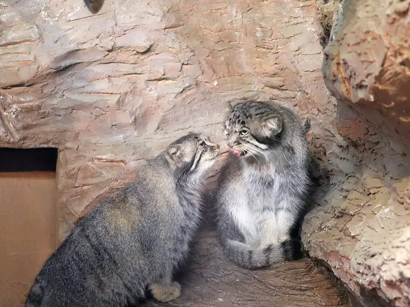 A photograph of a Pallas's cat
