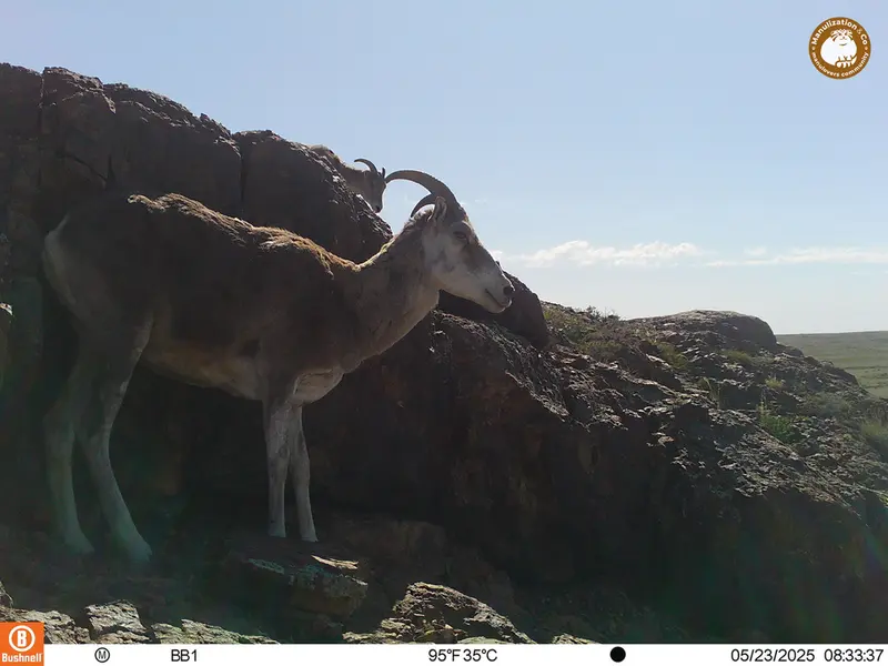 A photograph of Argali from Aktas-Kunkora camera trap