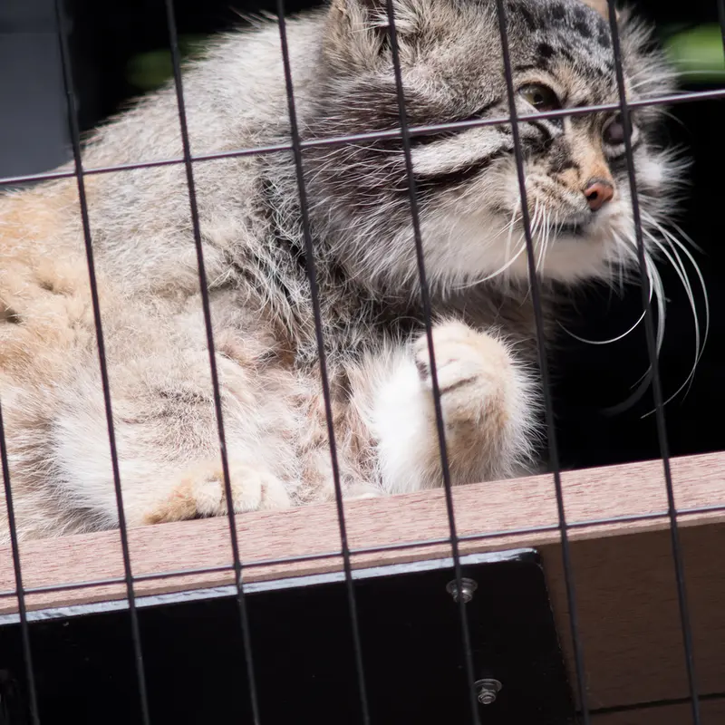 A photograph of Grusha in Asahiyama Zoo