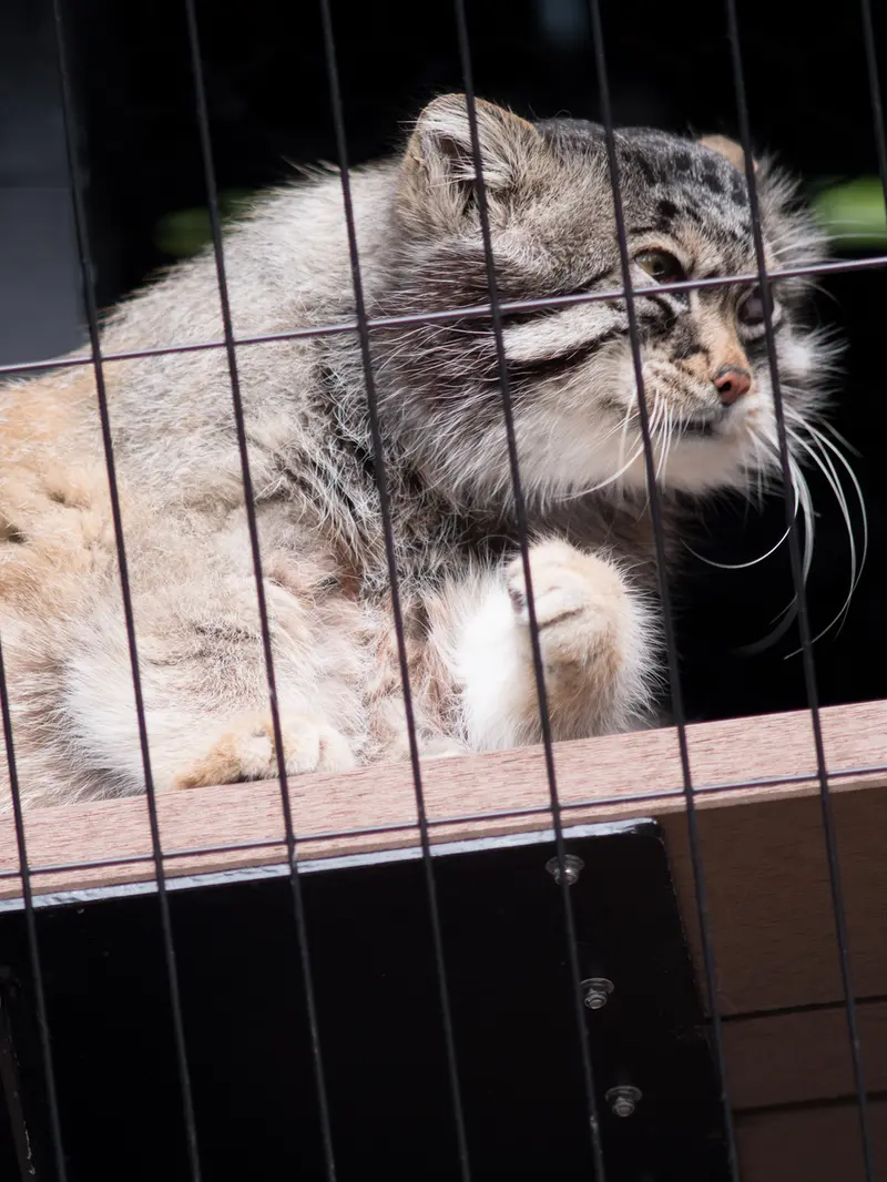 A photograph of Grusha in Asahiyama Zoo