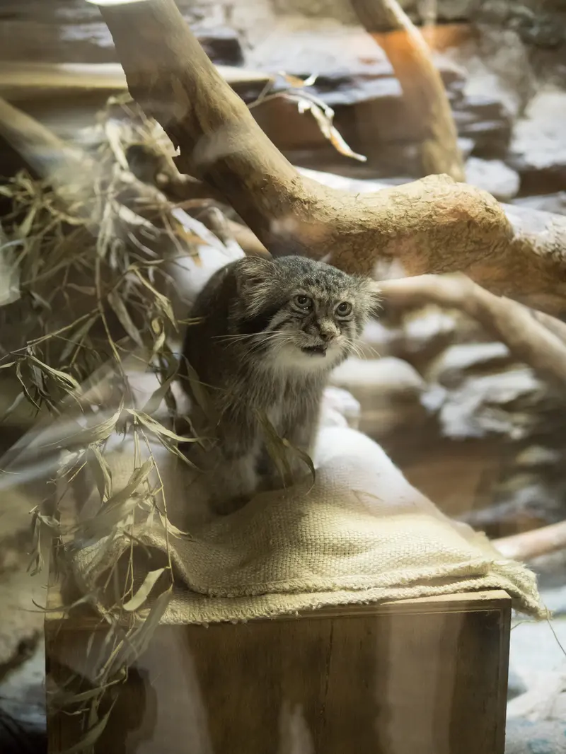A photograph of Klyon in Ueno Zoological Gardens