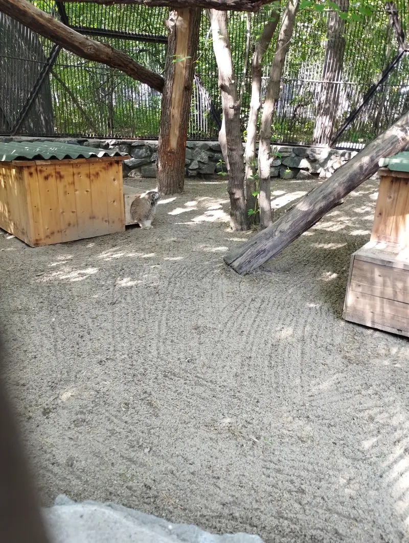 A photograph of a Pallas's cat in Novosibirsk Zoo