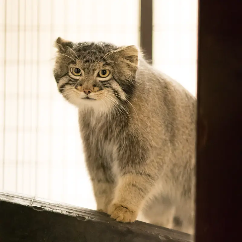 A photograph of Figa in Nogeyama Zoo