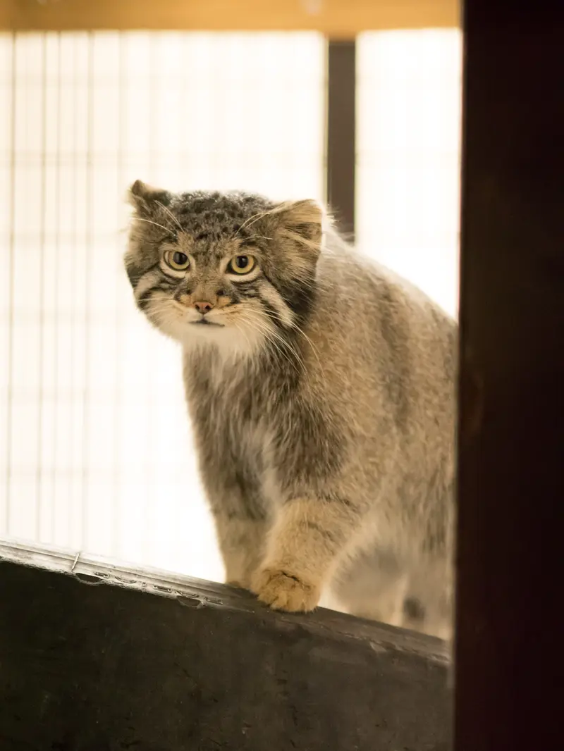 A photograph of Figa in Nogeyama Zoo