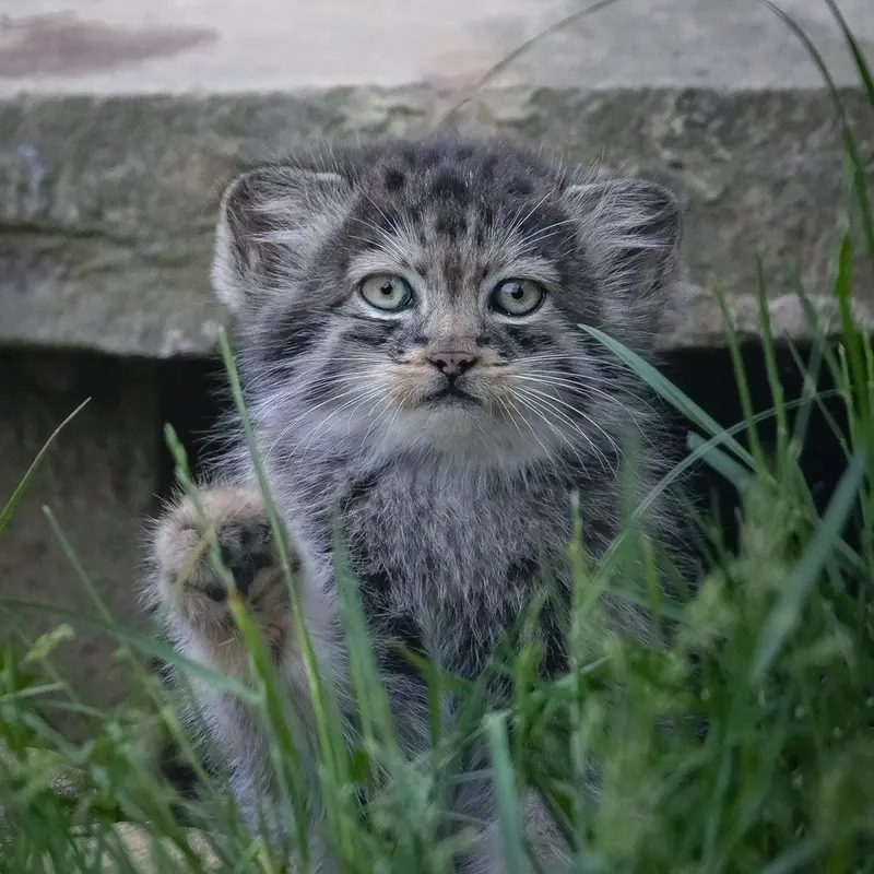 A photograph of a Pallas's cat in Port Lympne Wild Animal Park