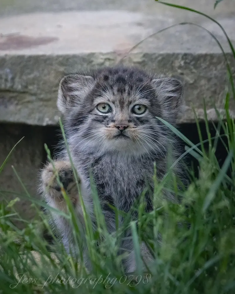 A photograph of a Pallas's cat in Port Lympne Wild Animal Park