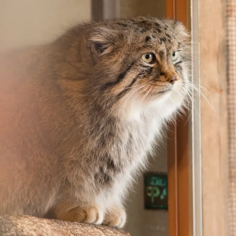 A photograph of Lotos in Saitama Children's Zoo
