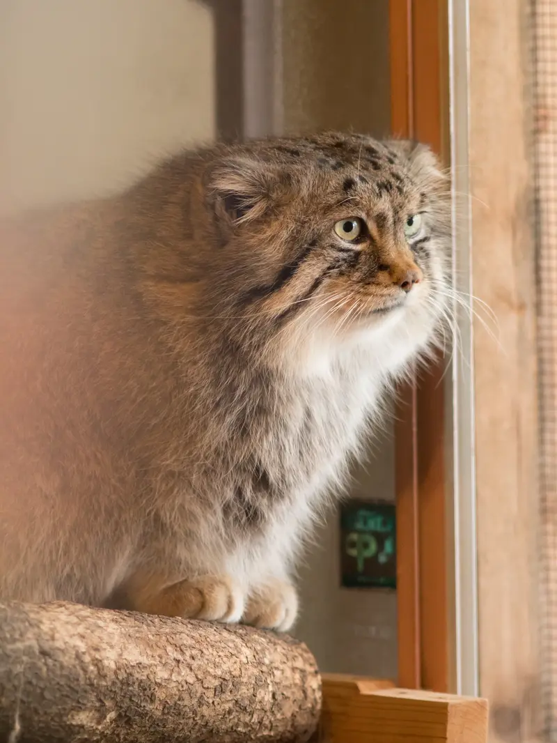 A photograph of Lotos in Saitama Children's Zoo