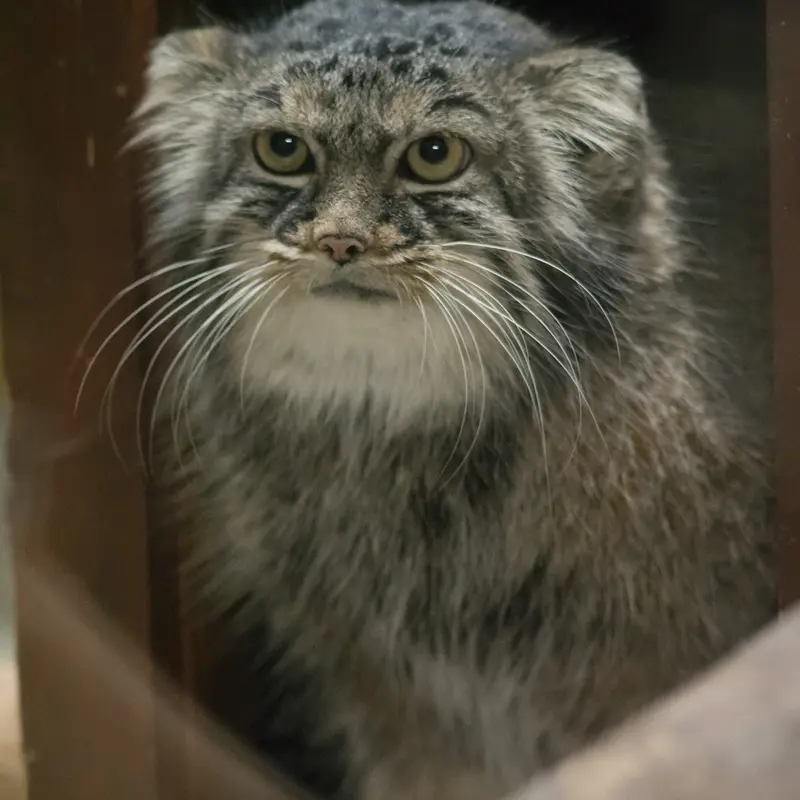 A photograph of Shafran in Ueno Zoological Gardens