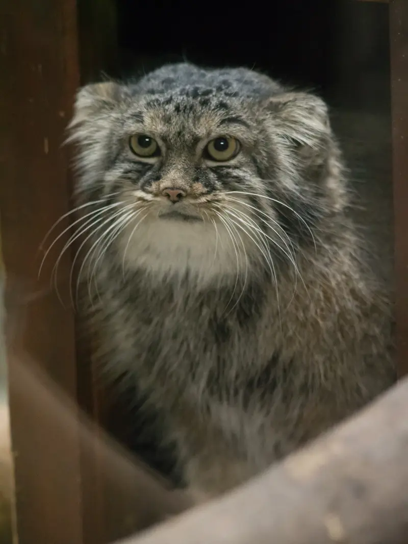 A photograph of Shafran in Ueno Zoological Gardens