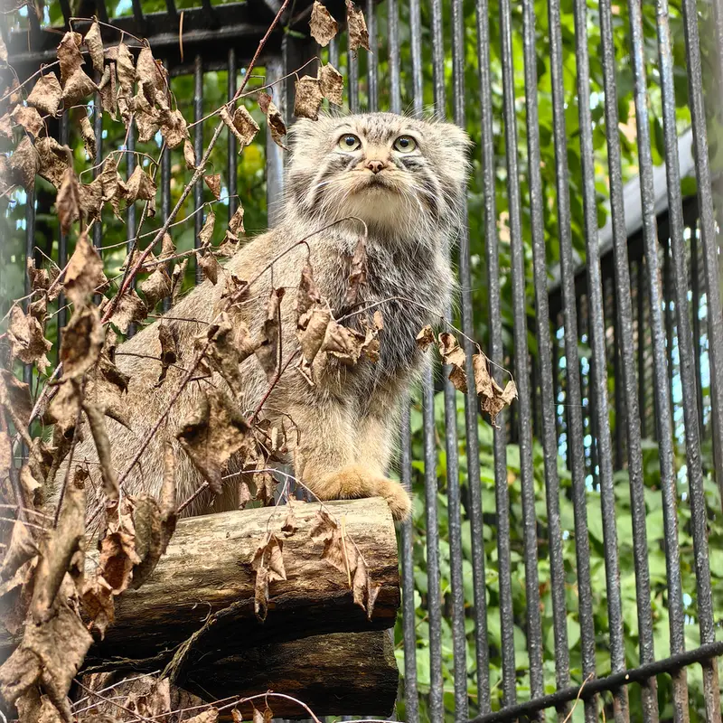 A photograph of Daughter of Lolo 2024 Ⅳ in Novosibirsk Zoo
