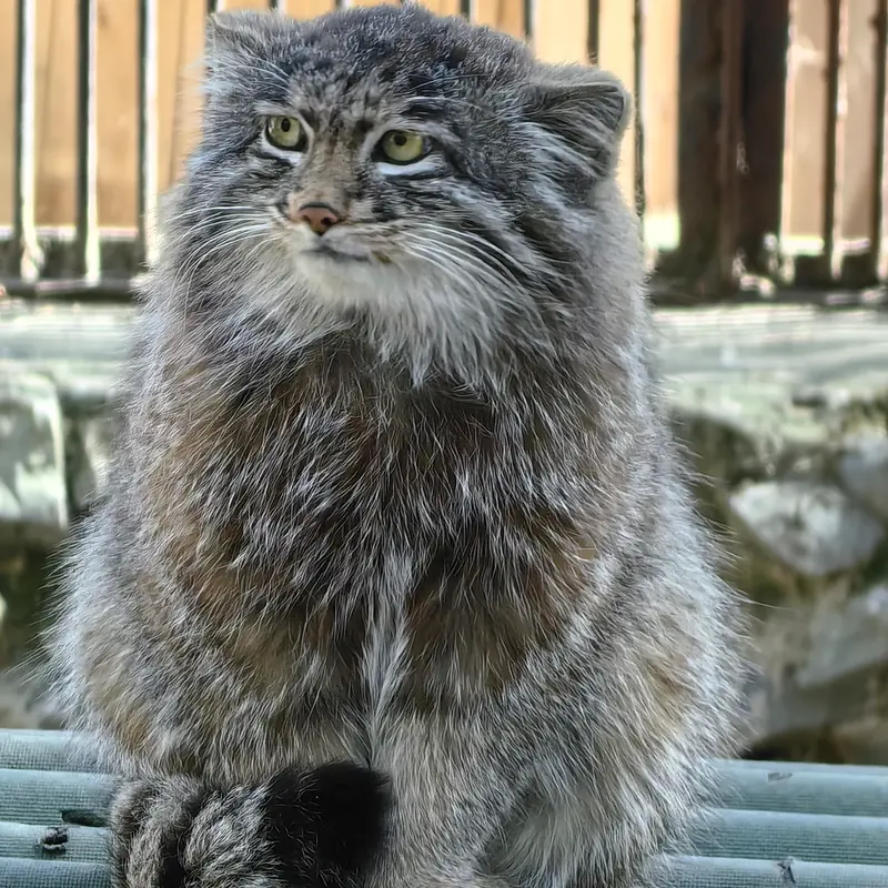 A photograph of Grey in Novosibirsk Zoo