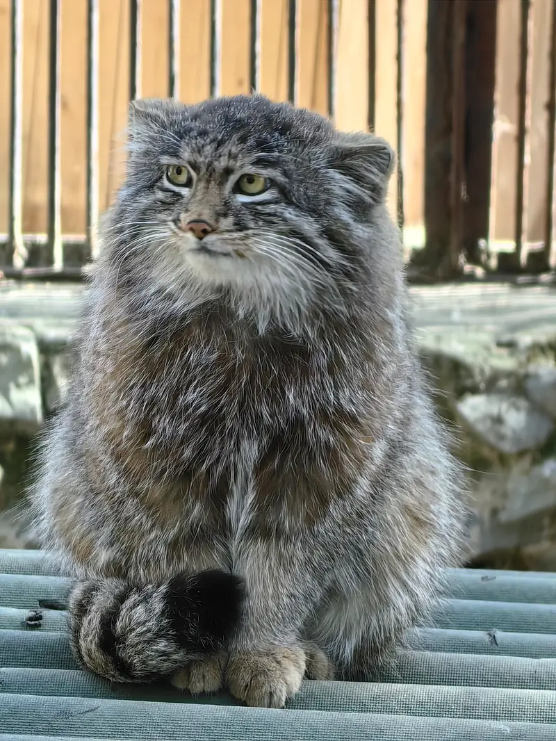 A photograph of Grey in Novosibirsk Zoo