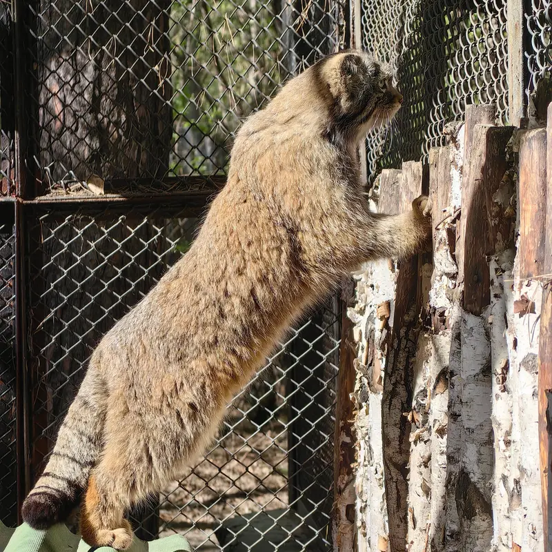 A photograph of George in Novosibirsk Zoo