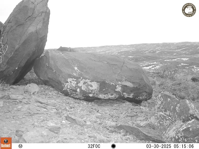 A photograph of Kazakh pika from Koshkar camera trap
