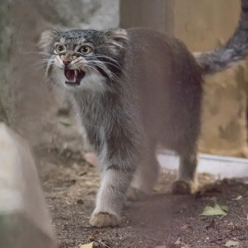 A photograph of Figa in Nogeyama Zoo