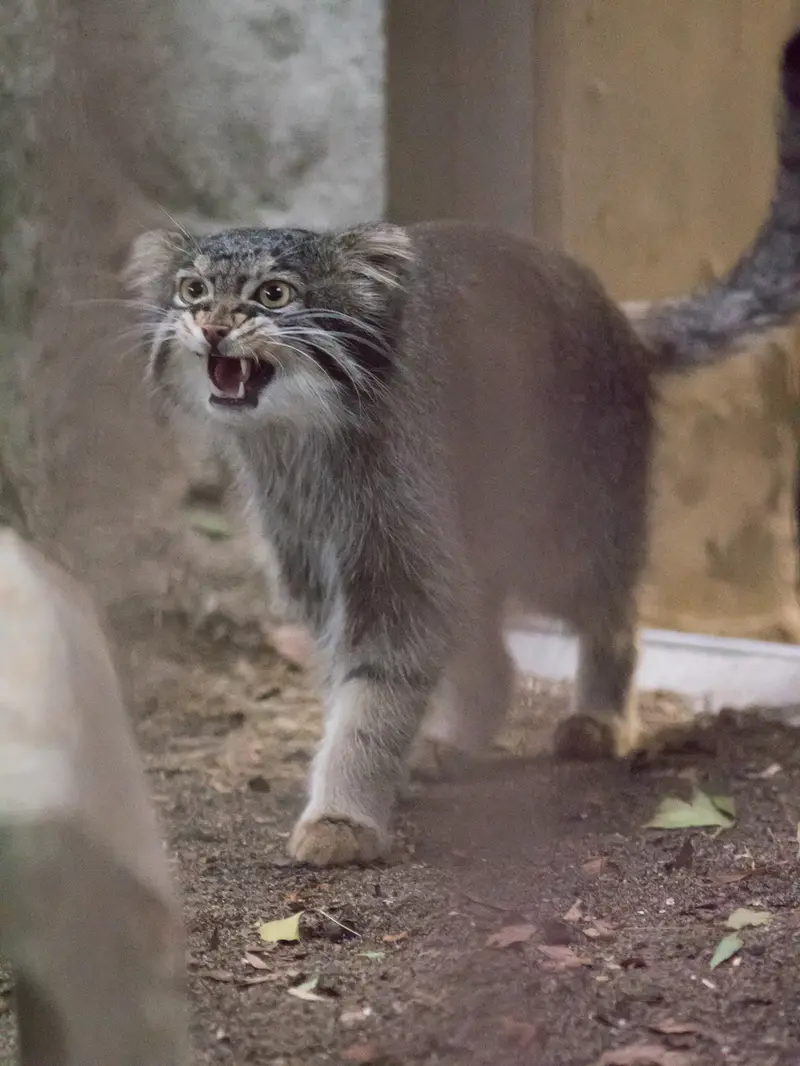 A photograph of Figa in Nogeyama Zoo