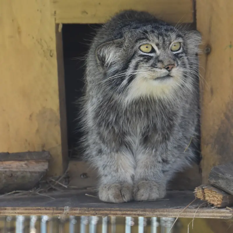 A photograph of Altai in The Lakeland Wildlife Oasis
