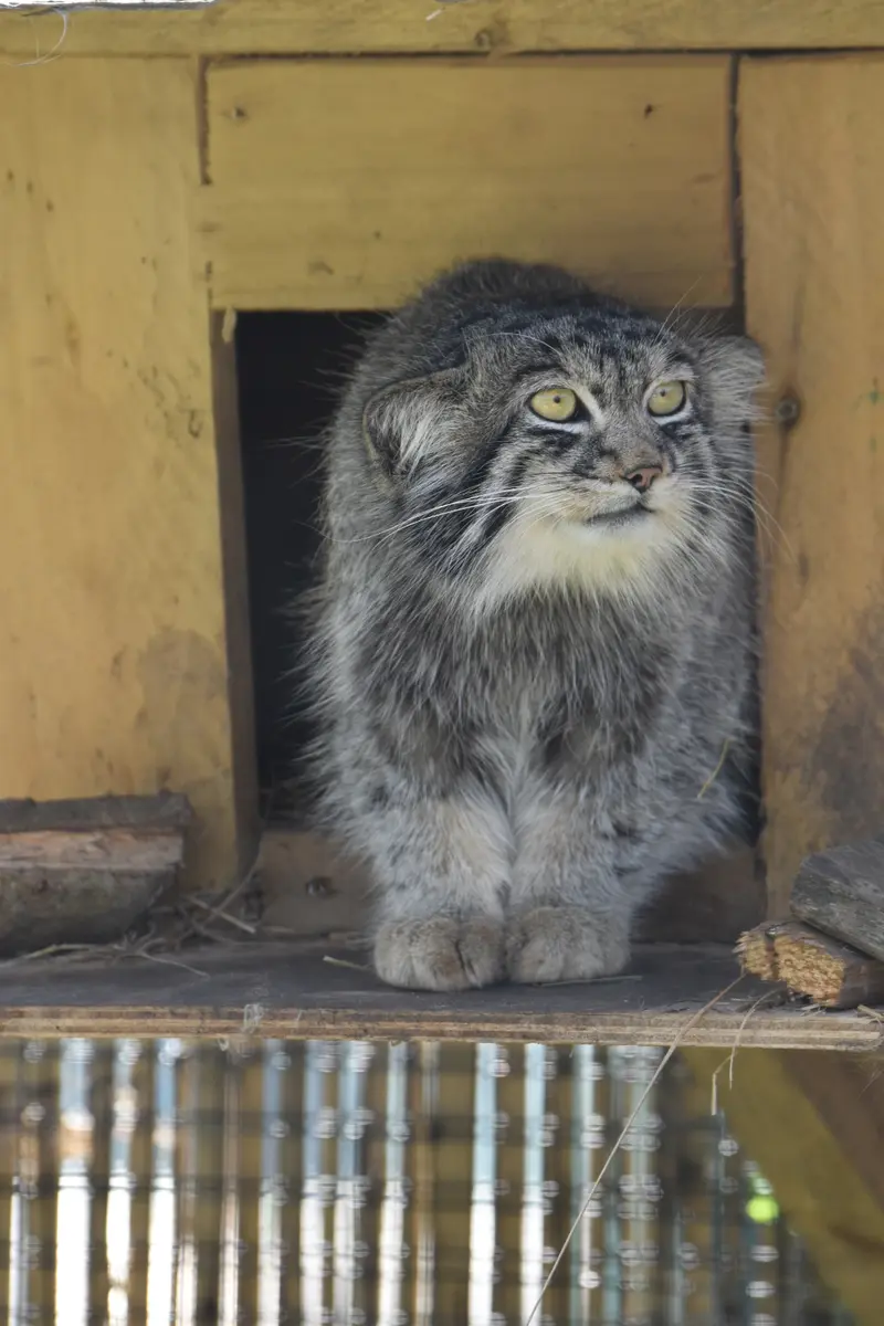 A photograph of Altai in The Lakeland Wildlife Oasis