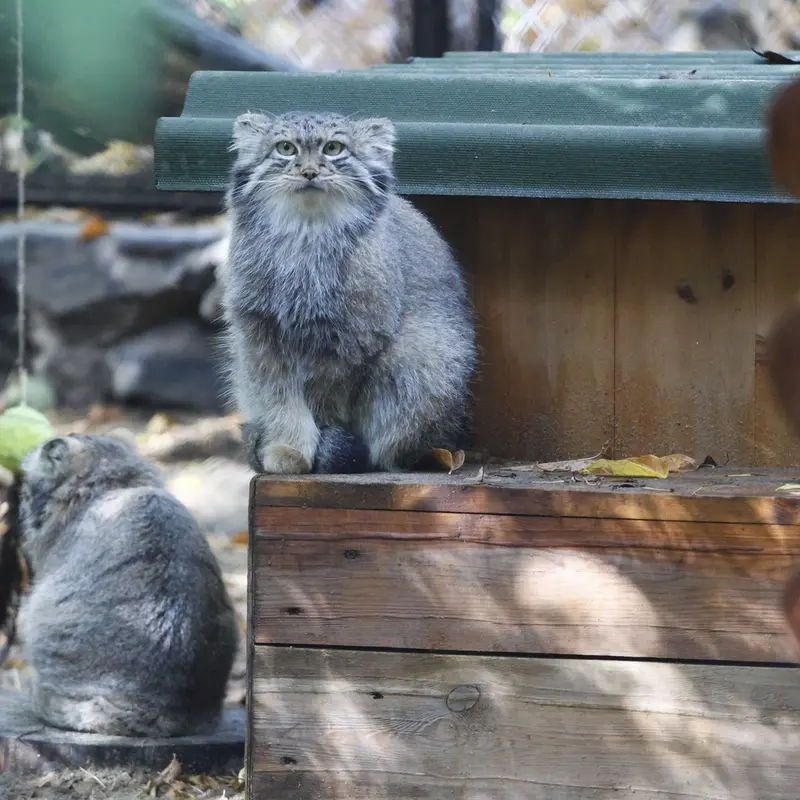 A photograph of Snezhana in Novosibirsk Zoo