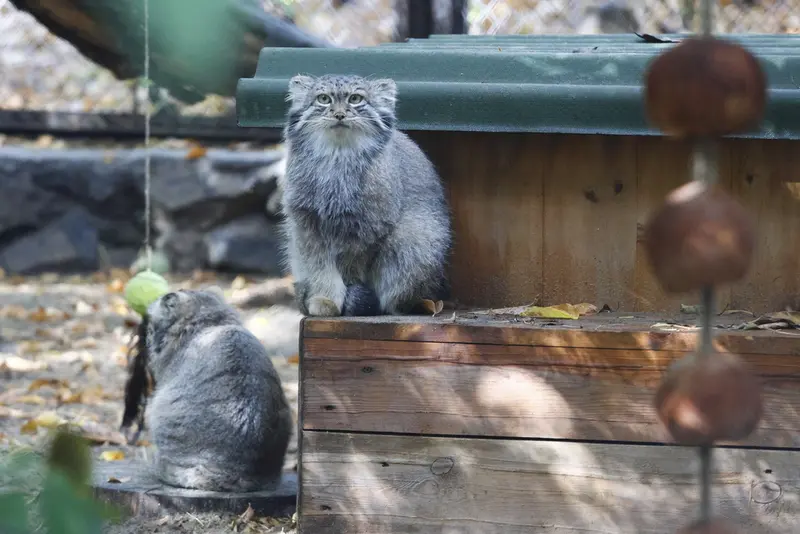 A photograph of Snezhana in Novosibirsk Zoo