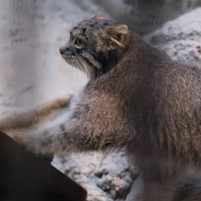 A photograph of Figa in Nogeyama Zoo