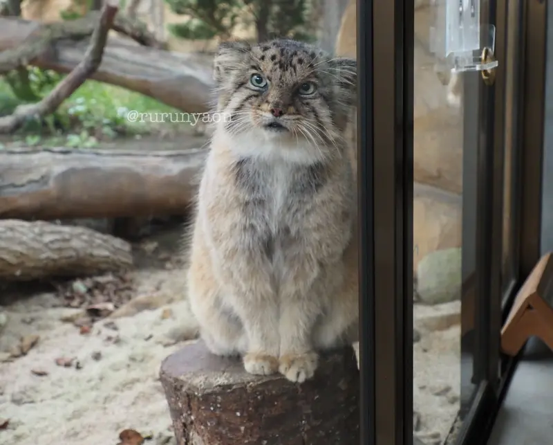 A photograph of Bor in Nasu Animal Kingdom