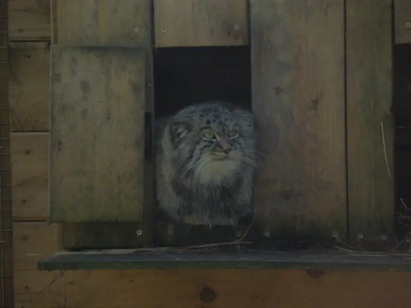 A photograph of a Pallas's cat in The Lakeland Wildlife Oasis
