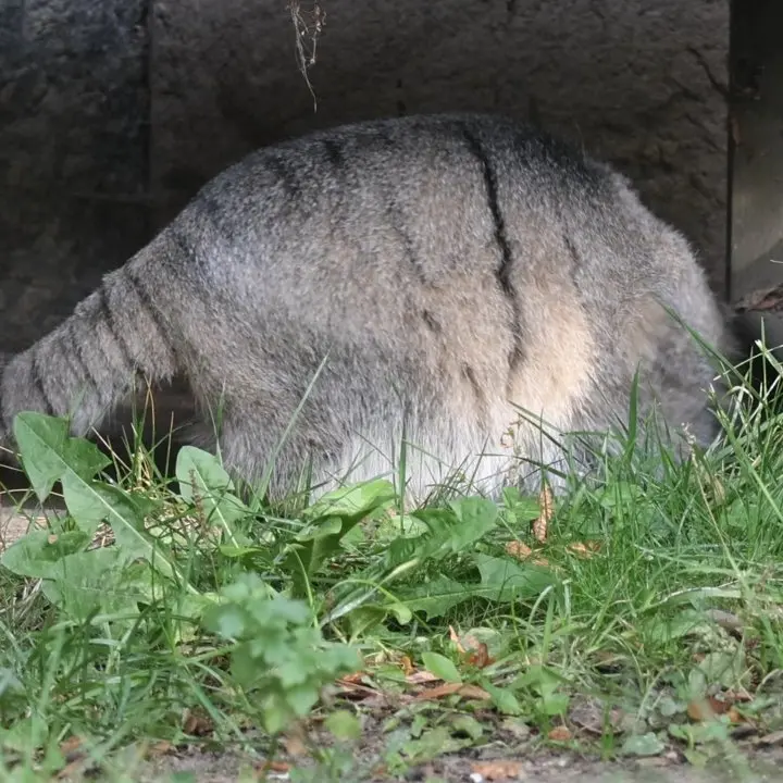 A photograph of a Pallas's cat in Moscow zoo