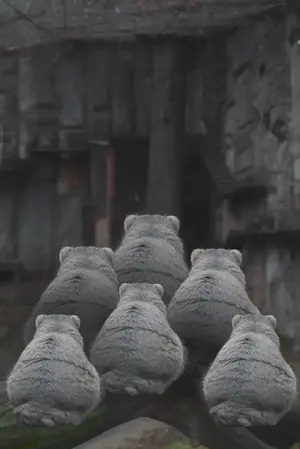 A photograph of a Pallas's cat