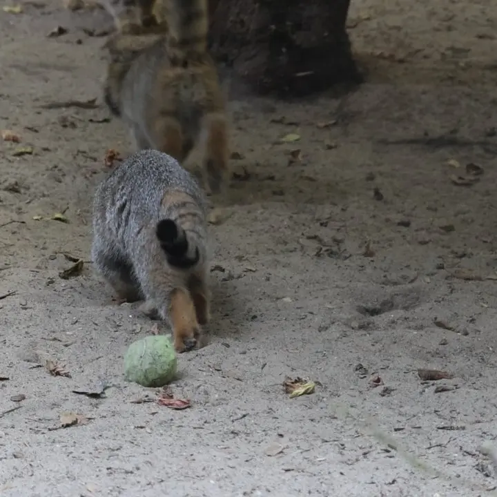 A photograph of a Pallas's cat in Novosibirsk Zoo