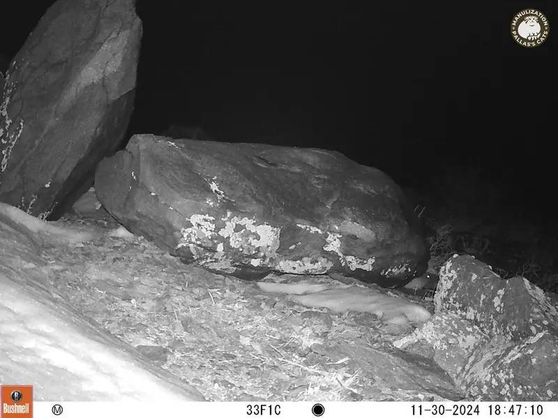 A photograph of Kazakh pika from Koshkar camera trap