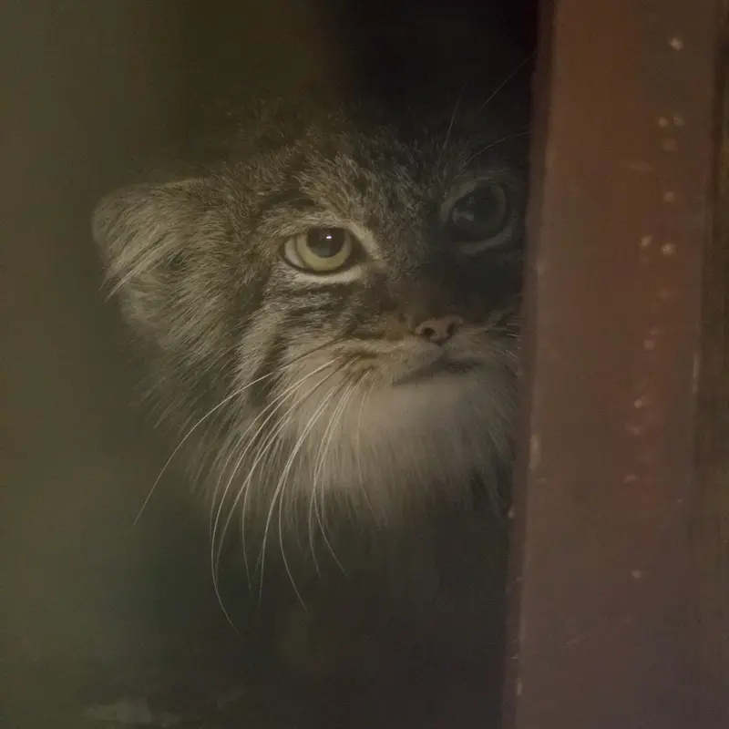 A photograph of Shafran in Ueno Zoological Gardens