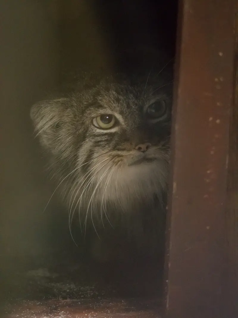 A photograph of Shafran in Ueno Zoological Gardens
