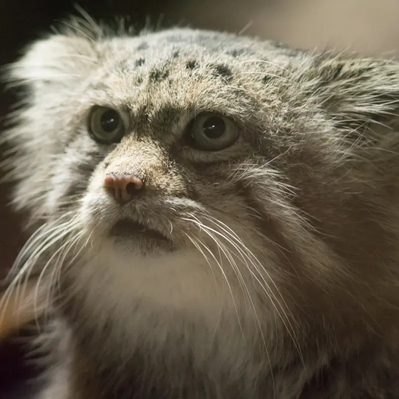 A photograph of Klyon in Ueno Zoological Gardens