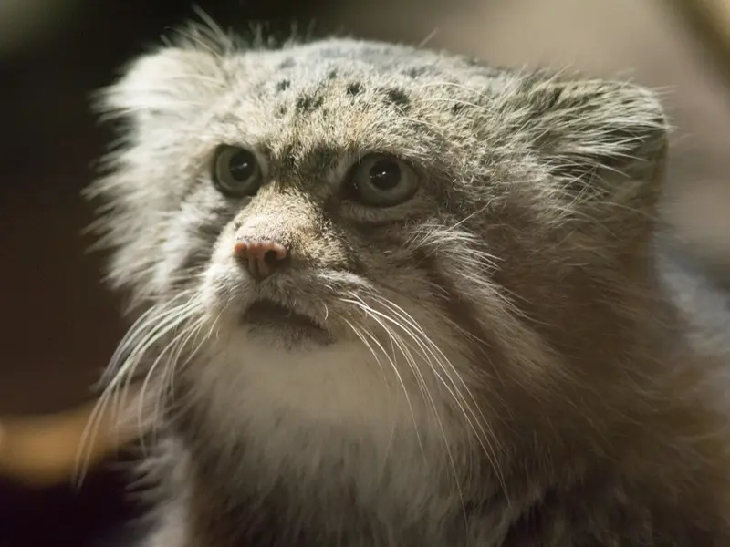 A photograph of Klyon in Ueno Zoological Gardens