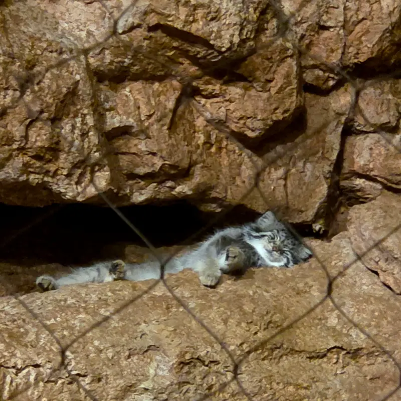 A photograph of Johan in Brookfield Zoo Chicago