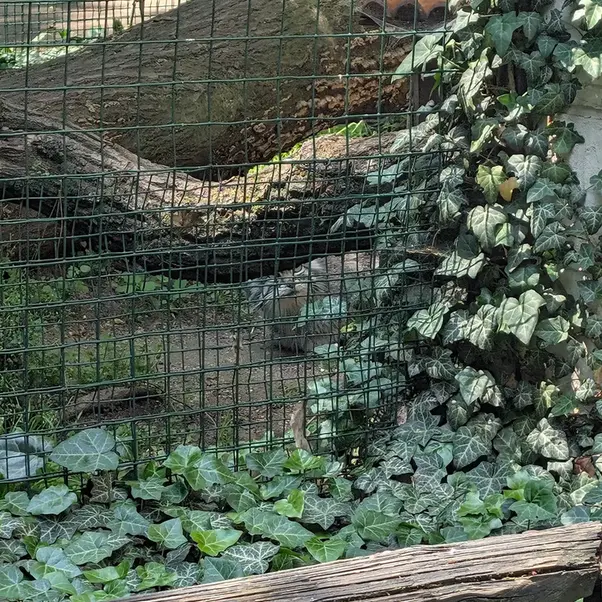 A photograph of Siberian girl in Chomutov Zoo