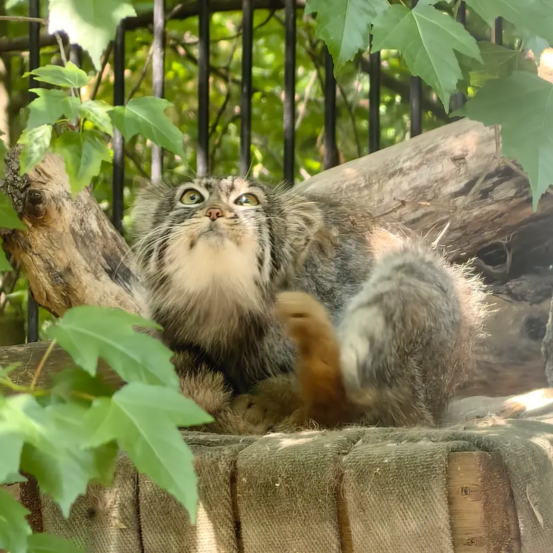 A photograph of Son of  Eve 2024 Ⅳ in Novosibirsk Zoo