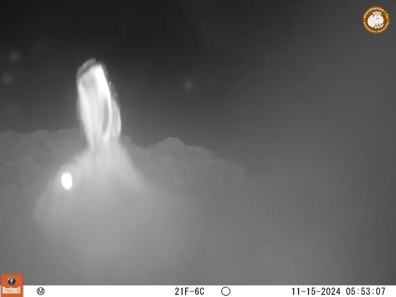 A photograph of Hare from Besshoky 1 camera trap