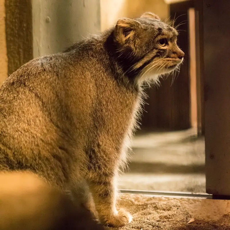 A photograph of Figa in Nogeyama Zoo