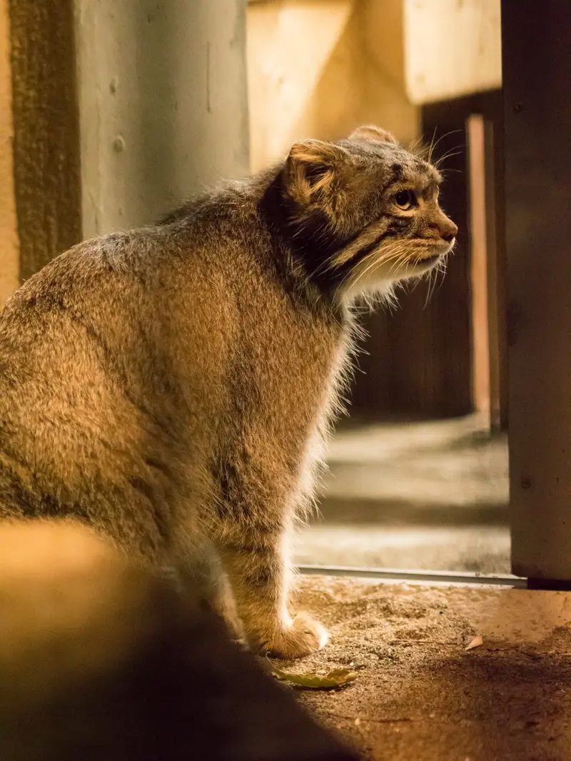 A photograph of Figa in Nogeyama Zoo