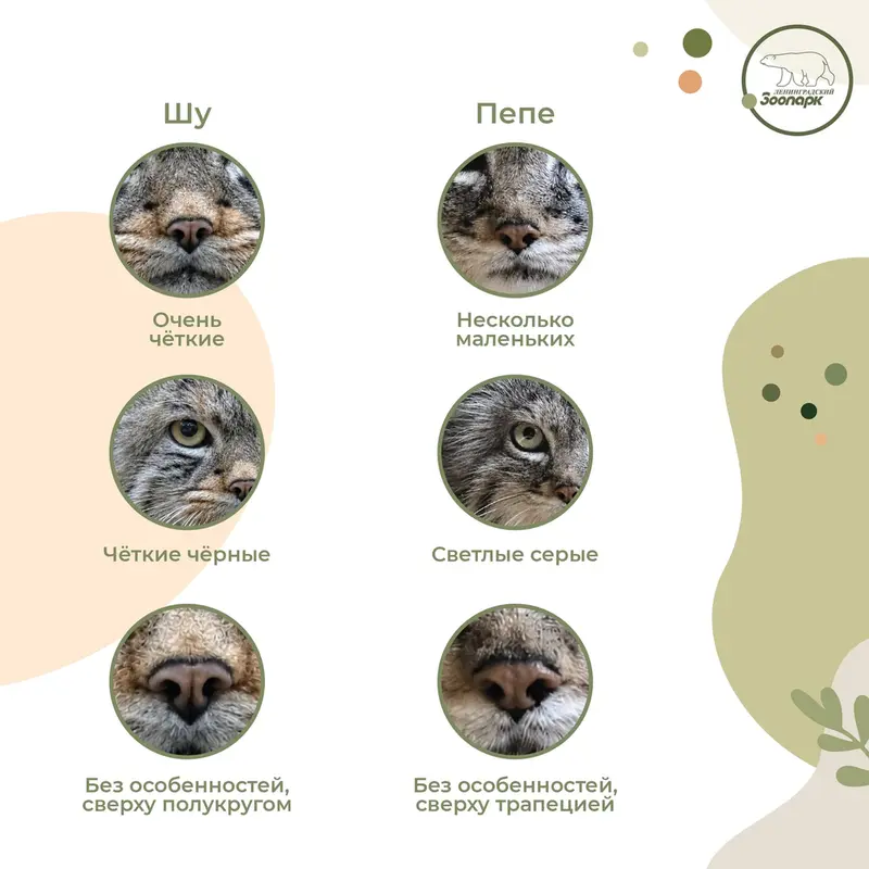A photograph of a Pallas's cat