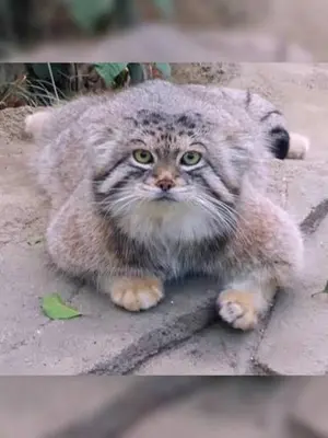 A photograph of a Pallas's cat