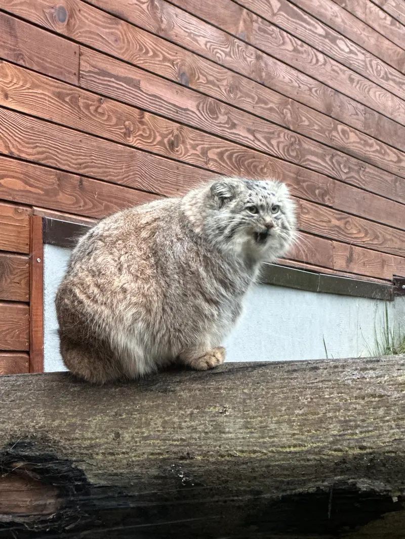 A photograph of a Pallas's cat in Gdansk Zoo