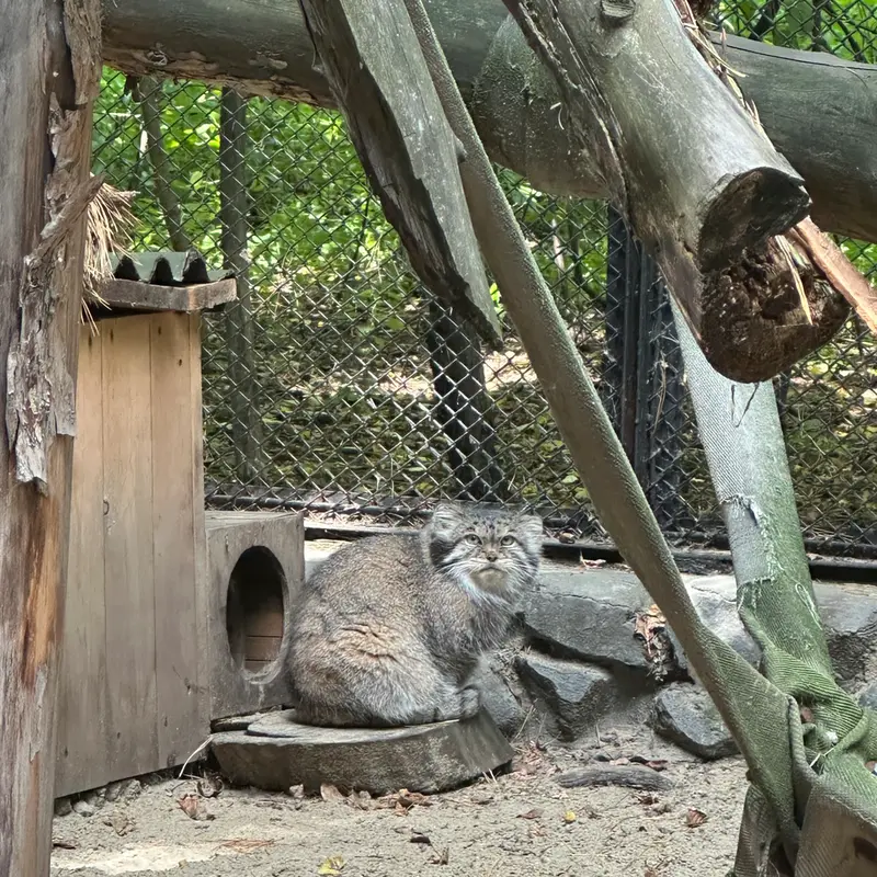 A photograph of Lastochka in Novosibirsk Zoo